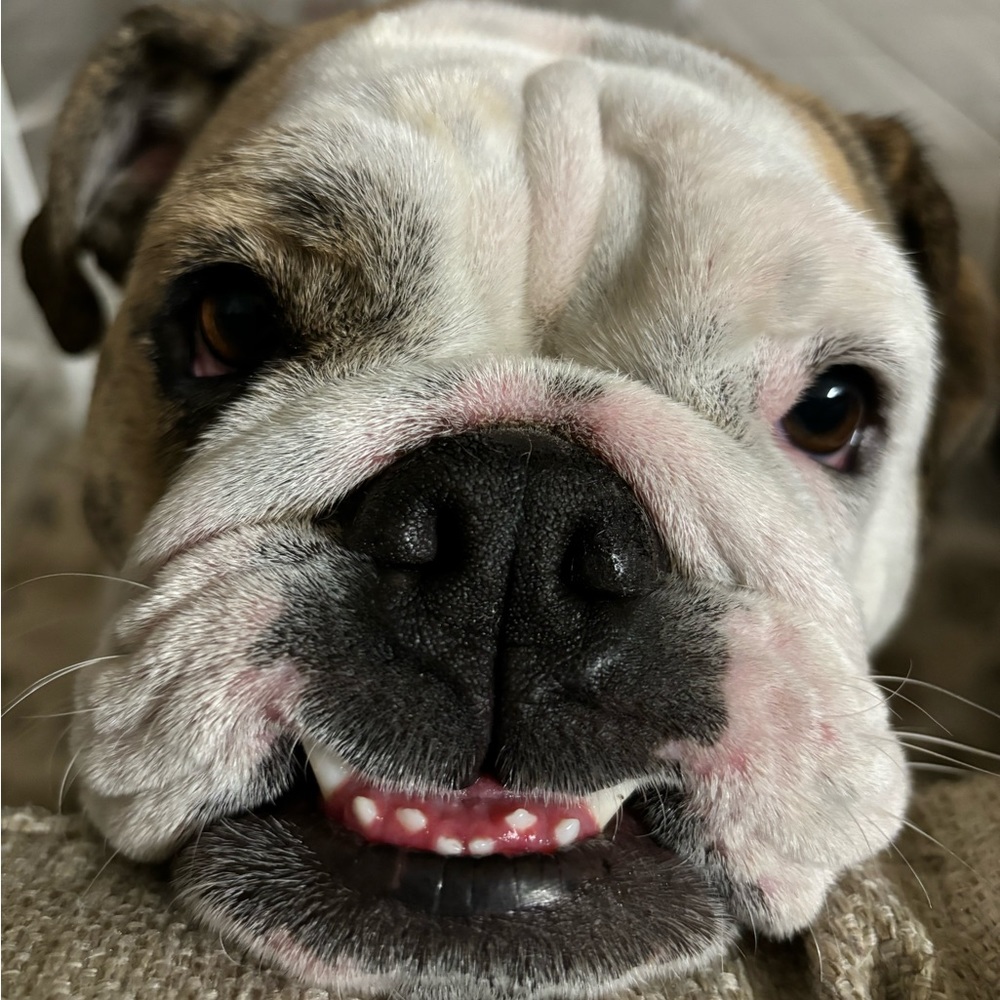 Meet your Posher, Hector